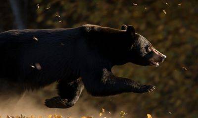 BNB bears forced to retreat as prices climb past $250