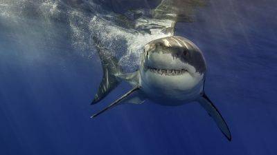 What 'Shark Week' can teach investors about a money 'survival instinct'